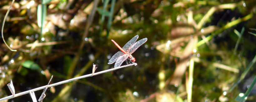 Rote Libelle am Flückigersee