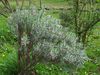 Frueh046big.jpg