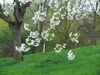 Frueh055big.jpg
