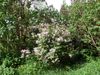 Frueh058big.jpg