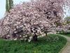 Frueh071big.jpg