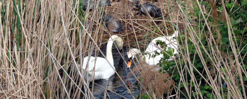2. Mannschaft des BPV Freiburg