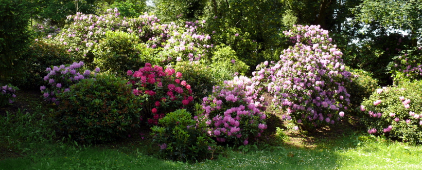 Rhododendren im Seepark
